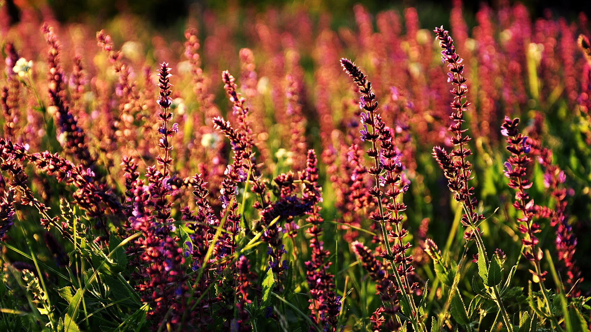 篮网救世主横空出世!生死战布克爆砍42+8,一人打崩黄蜂防线