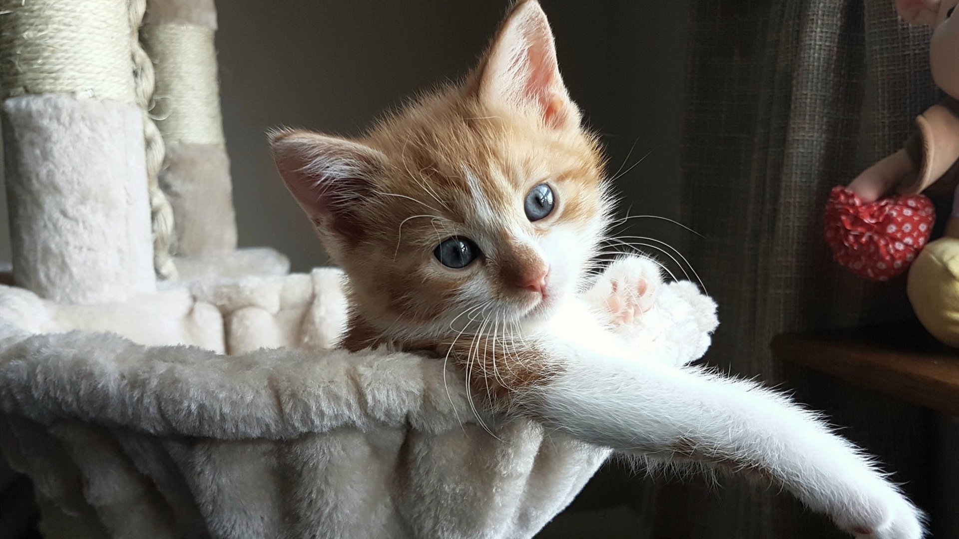 萨拉赫的黄昏与格拉斯哥的黎明，当2026世界杯被两个意外主宰