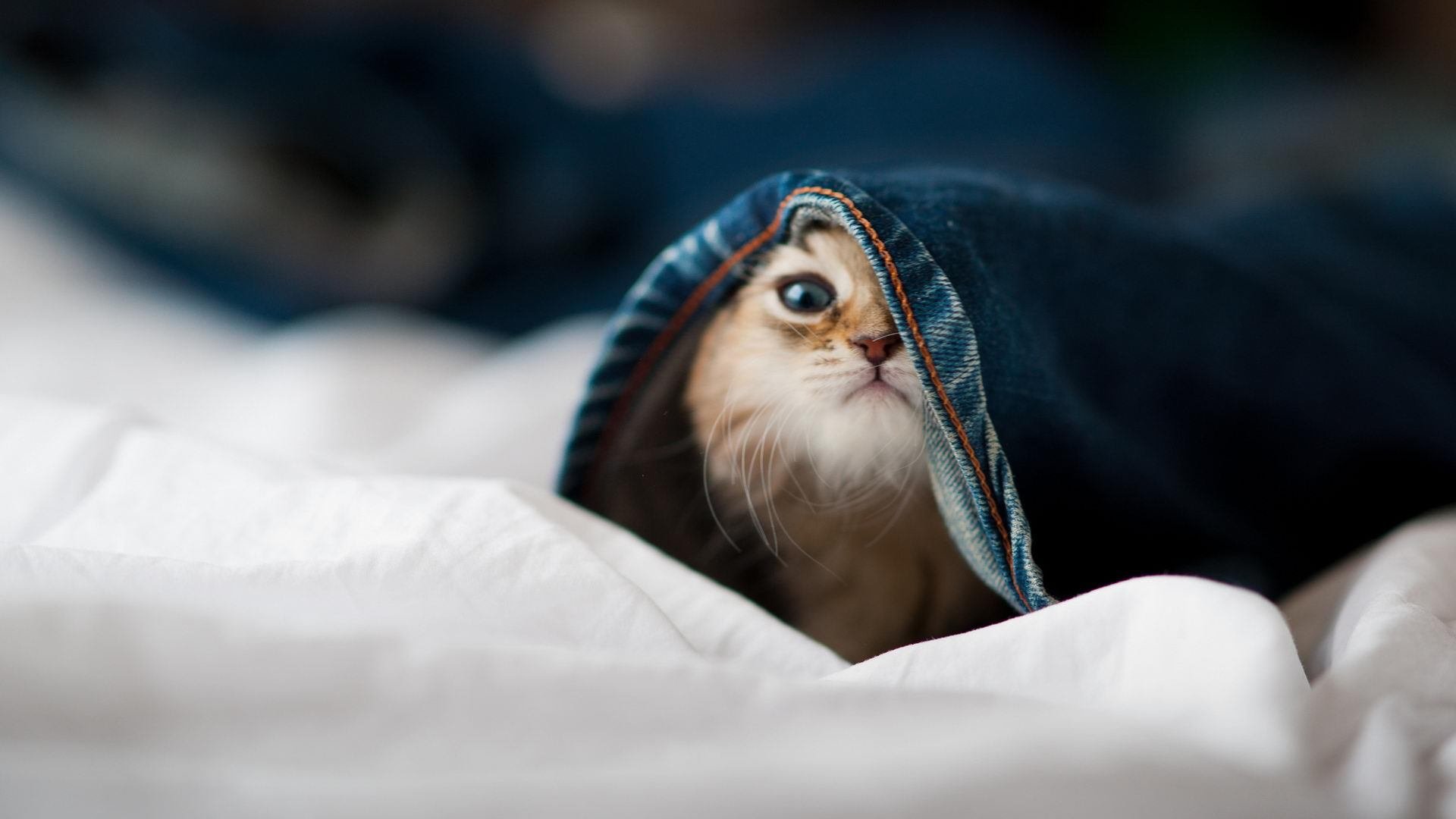 开云体育官网-孤胆超巨与精密重剑，字母哥的原始力量与火箭的战术风暴