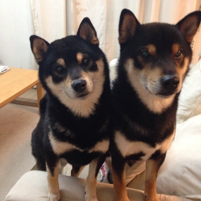 冰封麦迪逊,步行者如何用钢铁防线锁定抢七生死门