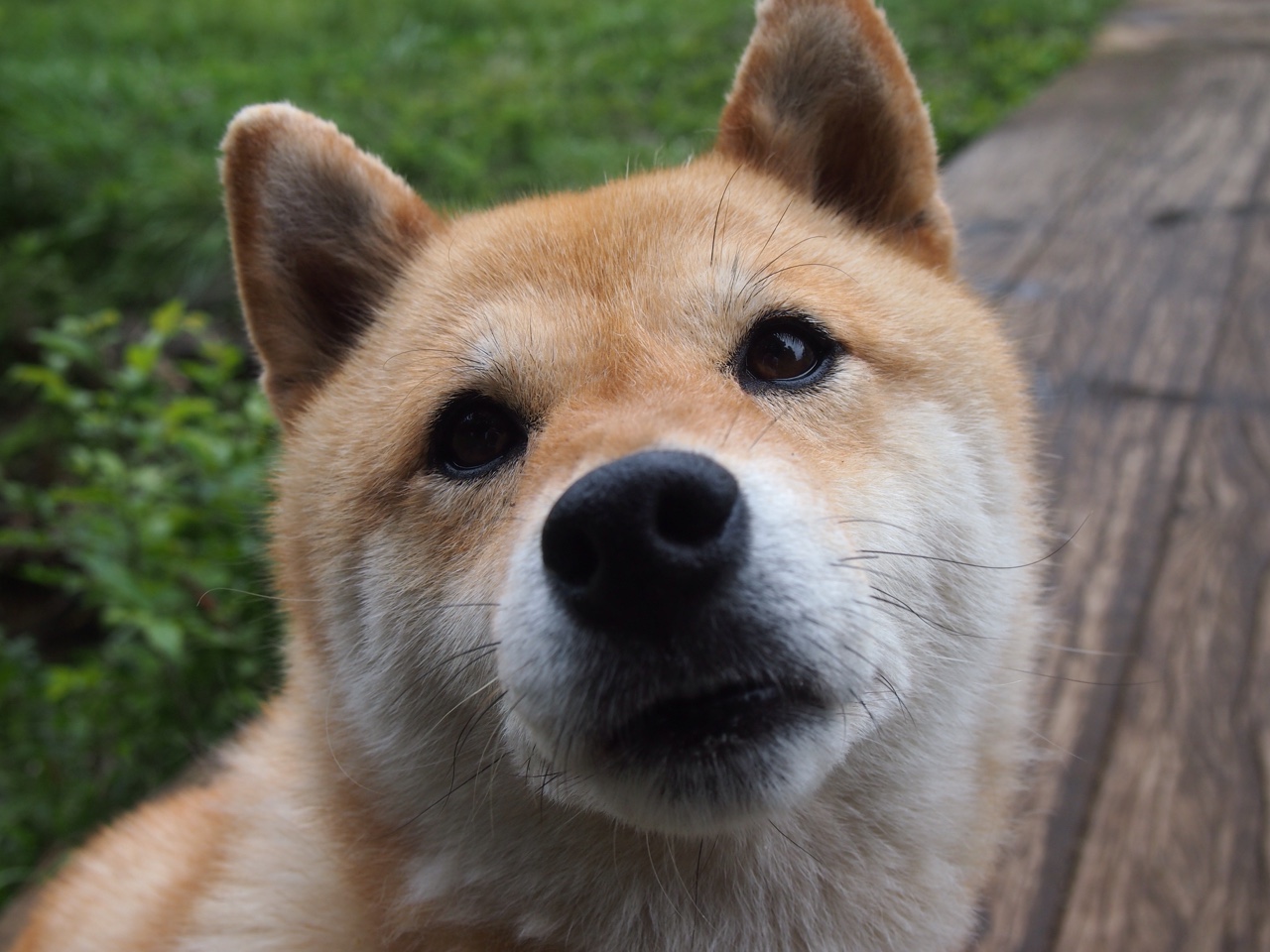 森林狼撕碎鹈鹕背后，约基奇展示历史级统治力，狼群啃下硬核启示录