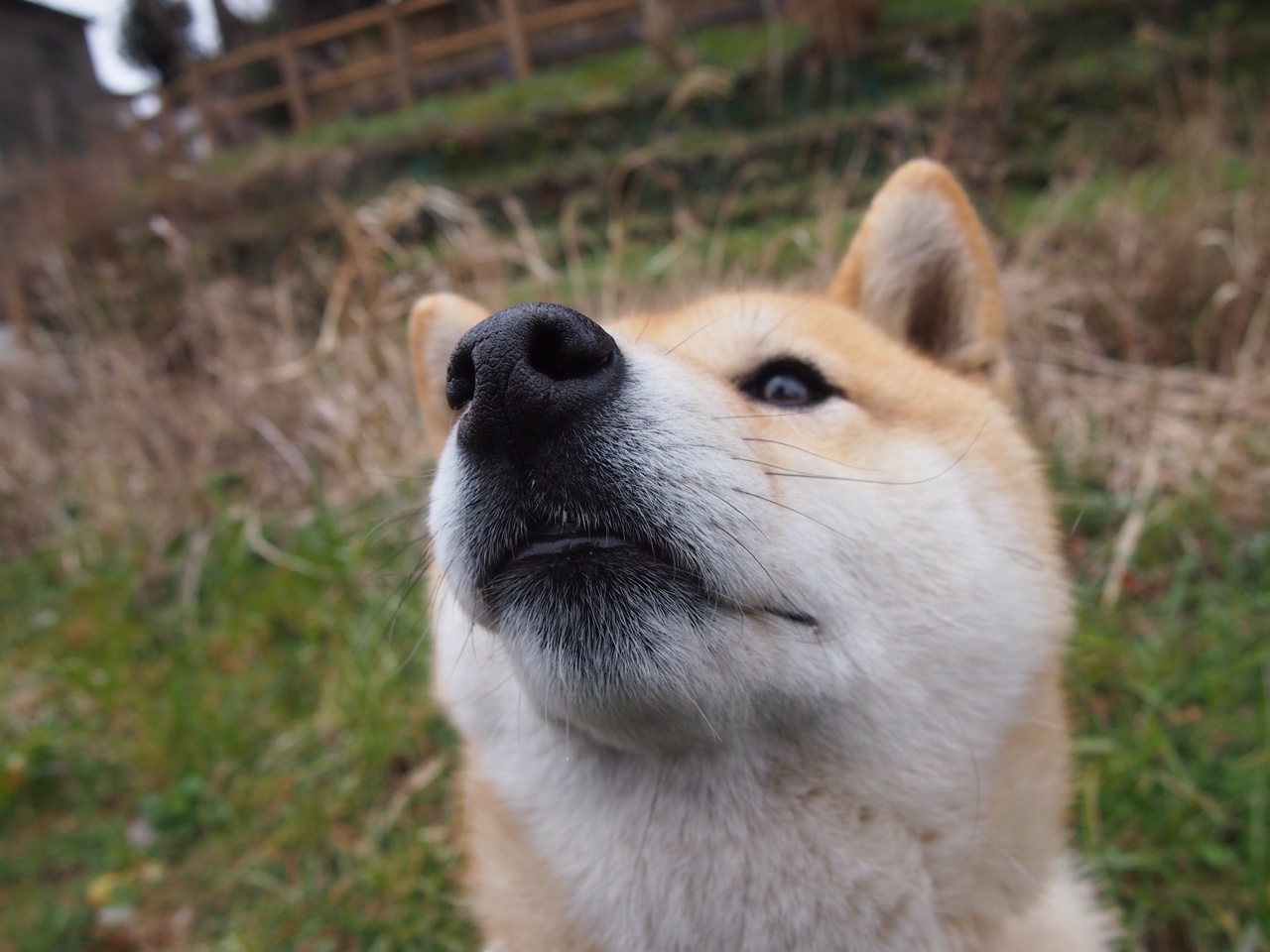 黄金之子导演沙漠革命,卡塔尔15分钟风暴摧垮沙特,加维献出冠军级大师作