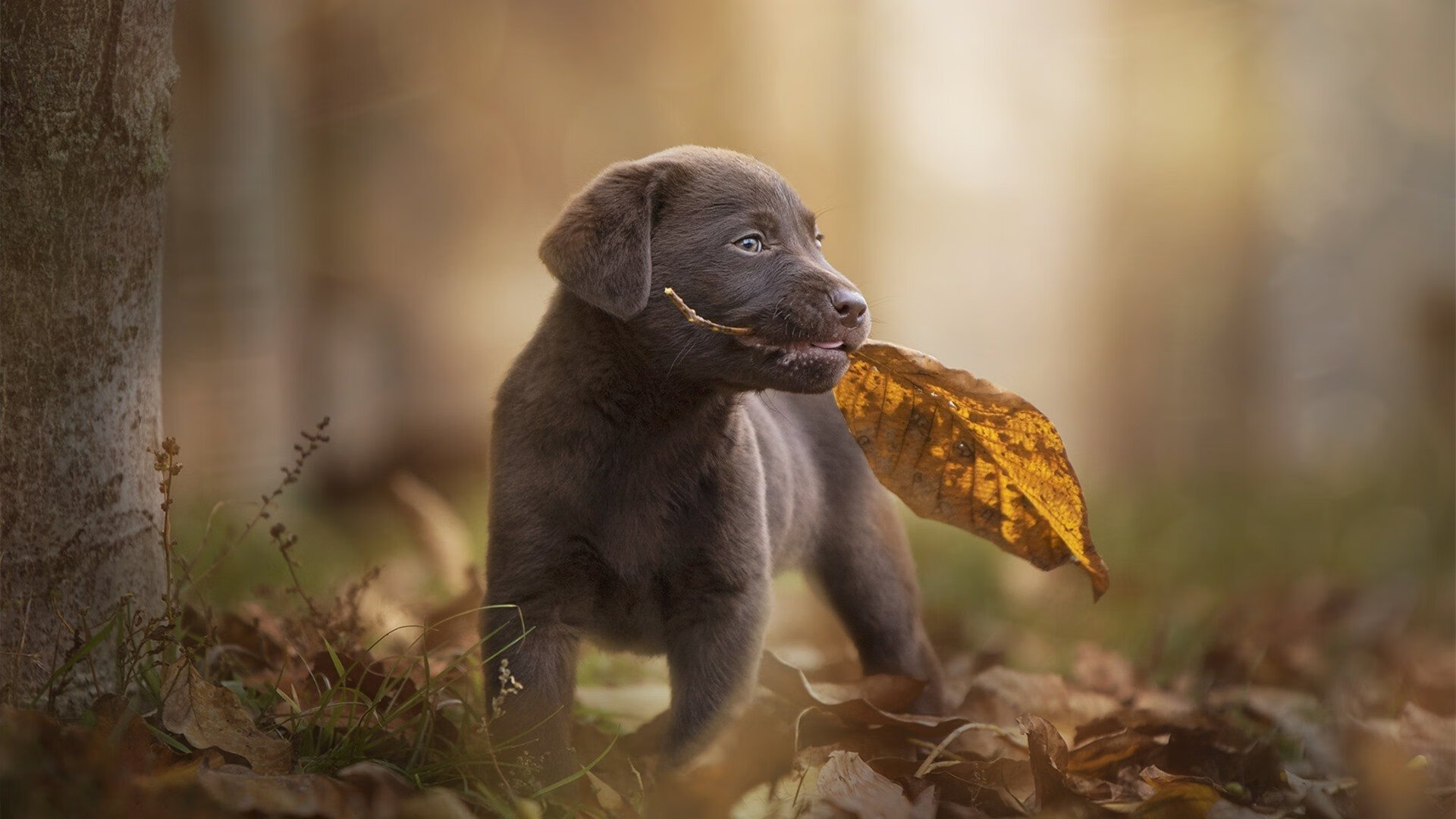 开云体育入口-当约基奇用传球统治高原时，深圳正用团队淹没广东
