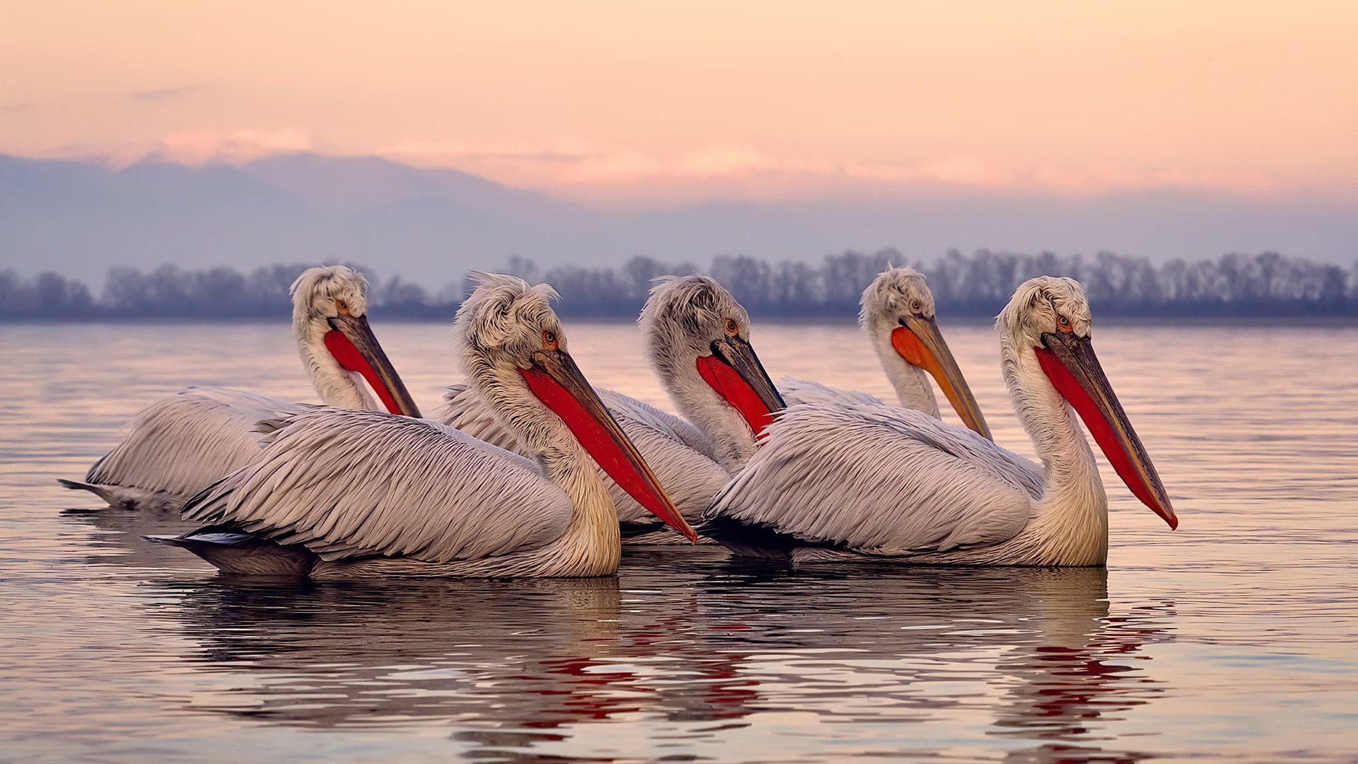 开云体育-跨界梦幻对决，杰伦·格林狂飙47分，新疆飞虎轻取奥兰多魔术