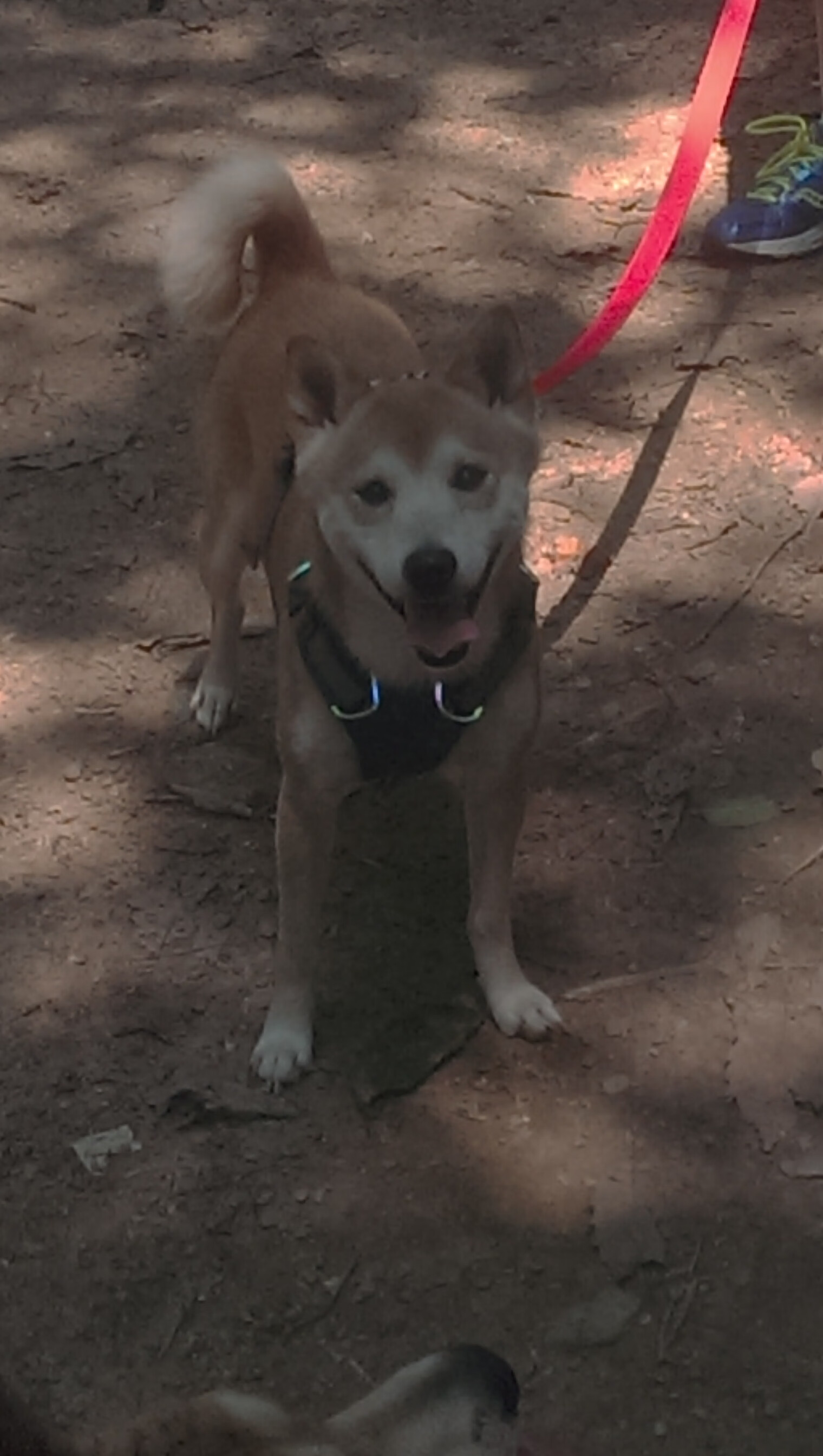 神扑定乾坤！奥纳纳补时救主，塞内加尔险胜拉齐奥背后，一位现代门将的完美蜕变